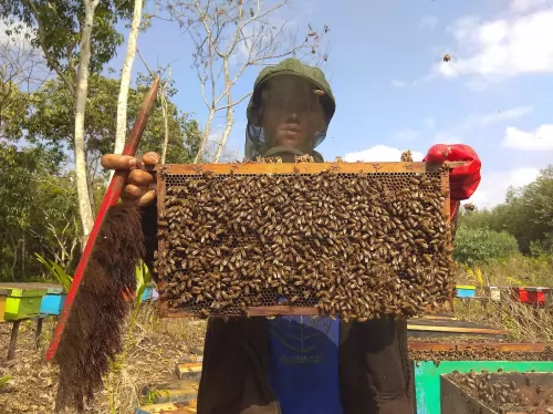 Madu Asli Hutan Akasia