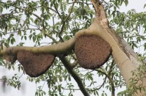 Madu Asli Hutan Akasia
