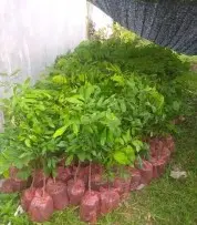 Konsultan Tanaman Kelengkeng Berkualitas 