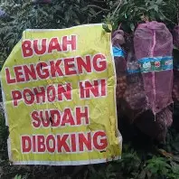 Kontraktor Tanaman Kelengkeng Bergaransi 