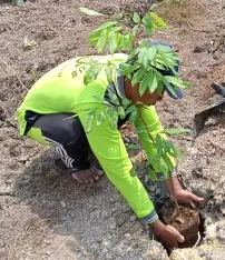 Jasa Tanaman Kelengkeng New Kristal 