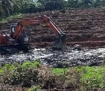 Jual Tanaman Kelengkeng Bergaransi 